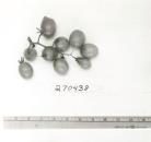 Click for 1 image(s) for this accession. FRUIT